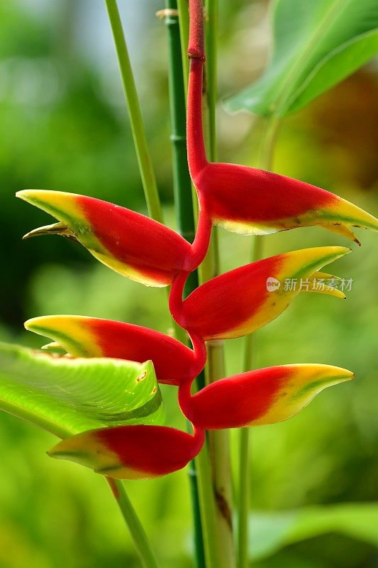 Heliconia /龙虾爪/巨嘴鸟峰